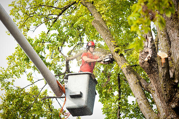 How Our Tree Care Process Works  in  Davenport, FL